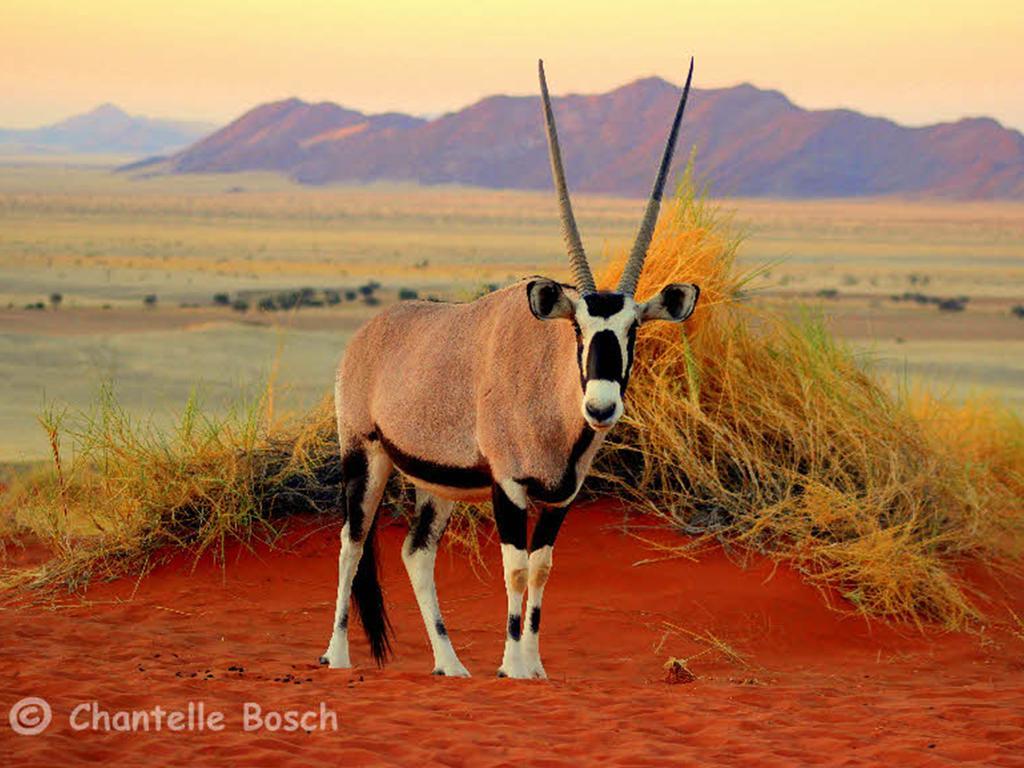Gondwana Namib Desert Lodge Solitaire Eksteriør billede